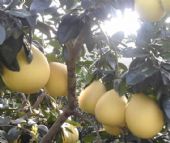 �߶˰�̤�˶�Ь��Դ����Ь�������������ĸ�app����������Ь